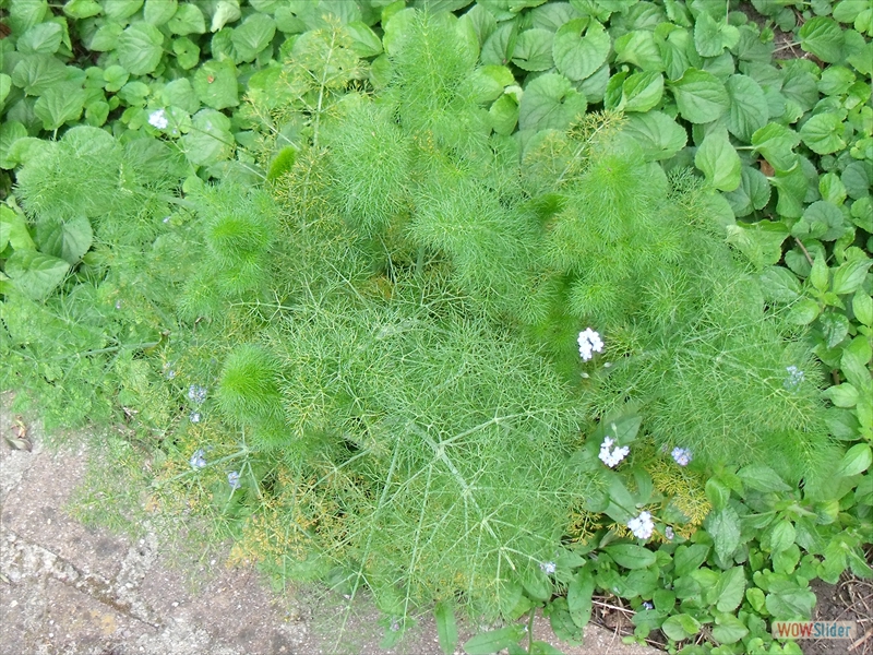 Le plant d'absinthe