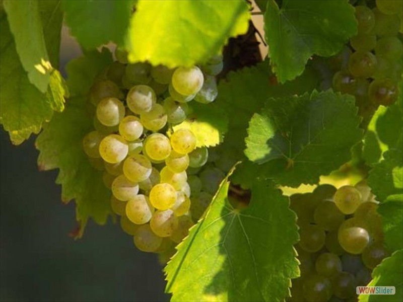 1ère étape, Epernay avec ses splendides caves et riches sièges d’une quarantaine de maisons de Champagneère 